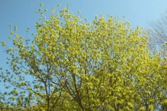 Ahornblüte
