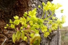 Ahornblüte