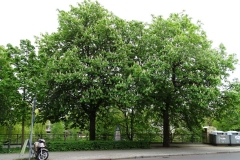 Kastanienbäume