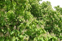 Kastanienblüten