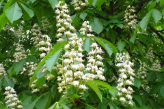 Kastanienblüten