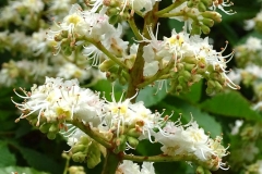 Kastanienblüten