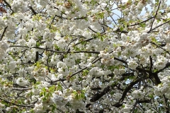 Kirschblüte