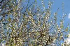 Zwetschkenblüte