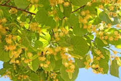 Lindenblüten
