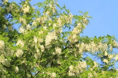 Robinienblüten