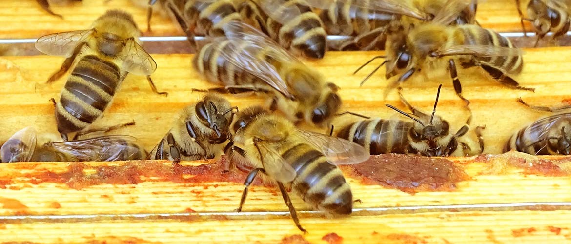 Bienen