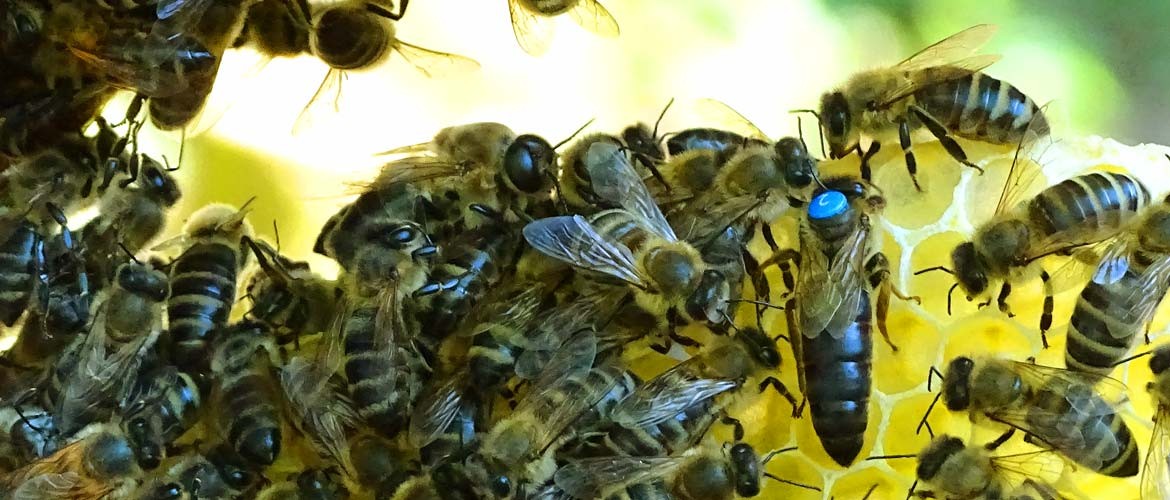Bienenkönigin