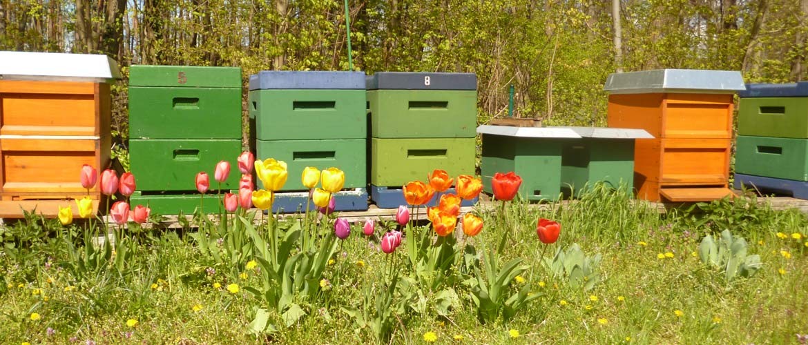 Bienenstöcke im Mai