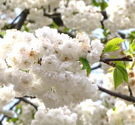 Kirschblüte