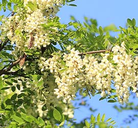 Robinienblüten